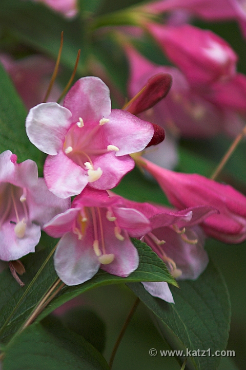 NJ Botanical Gardens 1